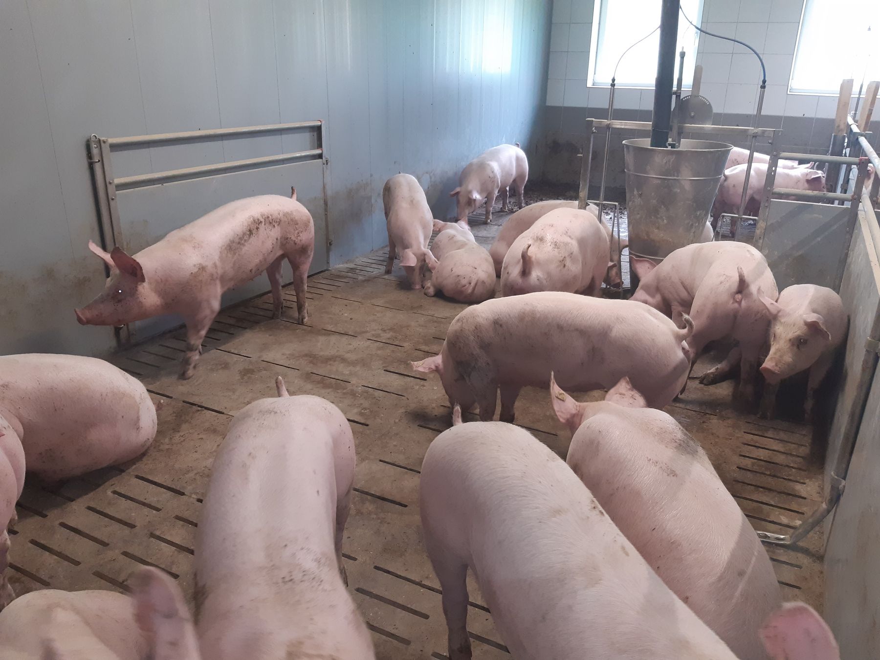 Mastbucht nach neuem gesetzlichen Mindeststandard.jpg © LK OÖ/Strasser