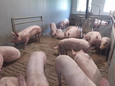 Mastbucht nach neuem gesetzlichen Mindeststandard.jpg © LK OÖ/Strasser