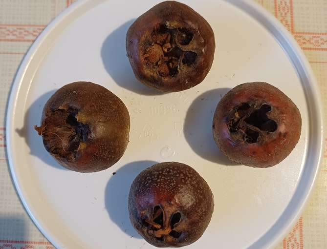 Mispel.jpg © Strebl/LK OÖ