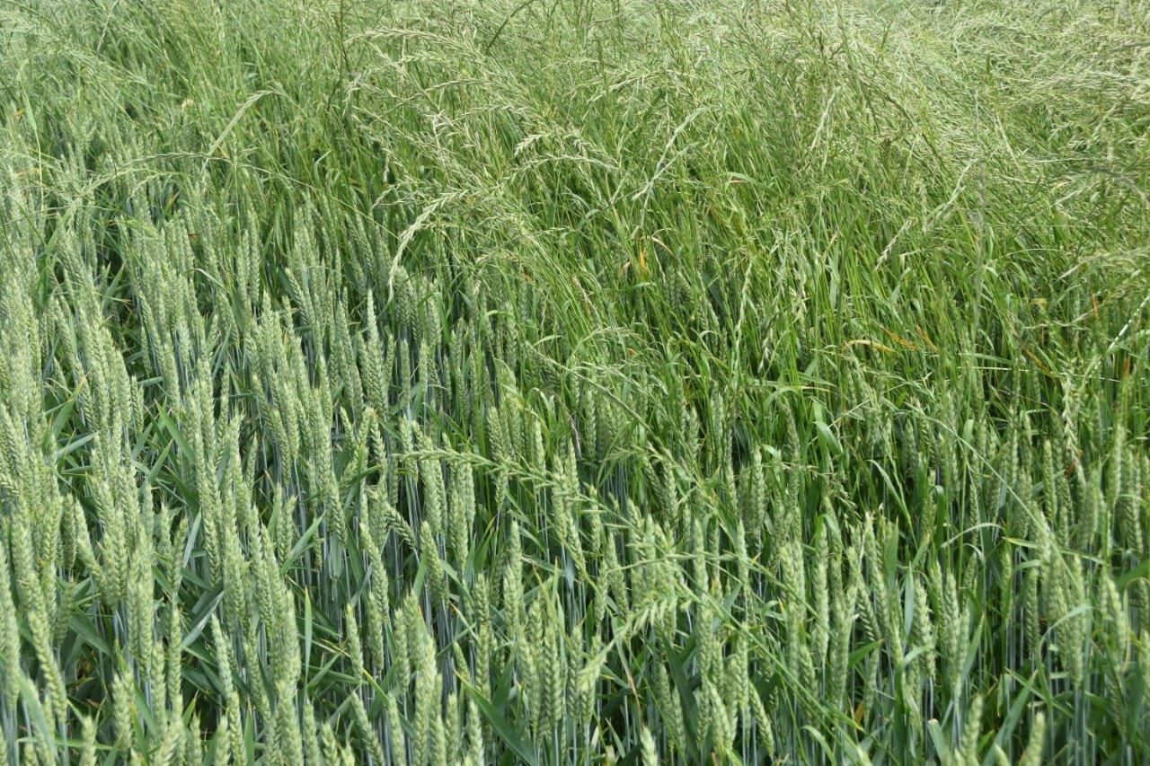 Weidelgräser werden im Ackerbau immer mehr zu einem Problem.jpg © LK OÖ/Köppl