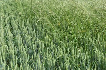 Weidelgräser werden im Ackerbau immer mehr zu einem Problem.jpg © LK OÖ/Köppl