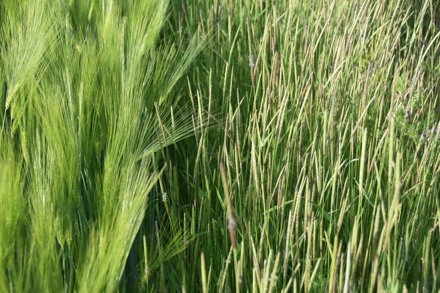 DSC_1852.jpg © LK OÖ/Köppl