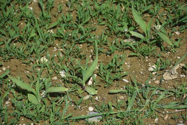 Bei Verzicht auf den Wirkstoff Terbuthylazin muss auch mehr auf Knöteriche geachtet werden.jpg © LK OÖ/Köppl