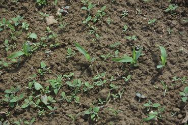 Bis zum 4-Blattstadium des Maises soll die Unkrautbekämpfung abgeschlossen sein.jpg © LK OÖ/Köppl