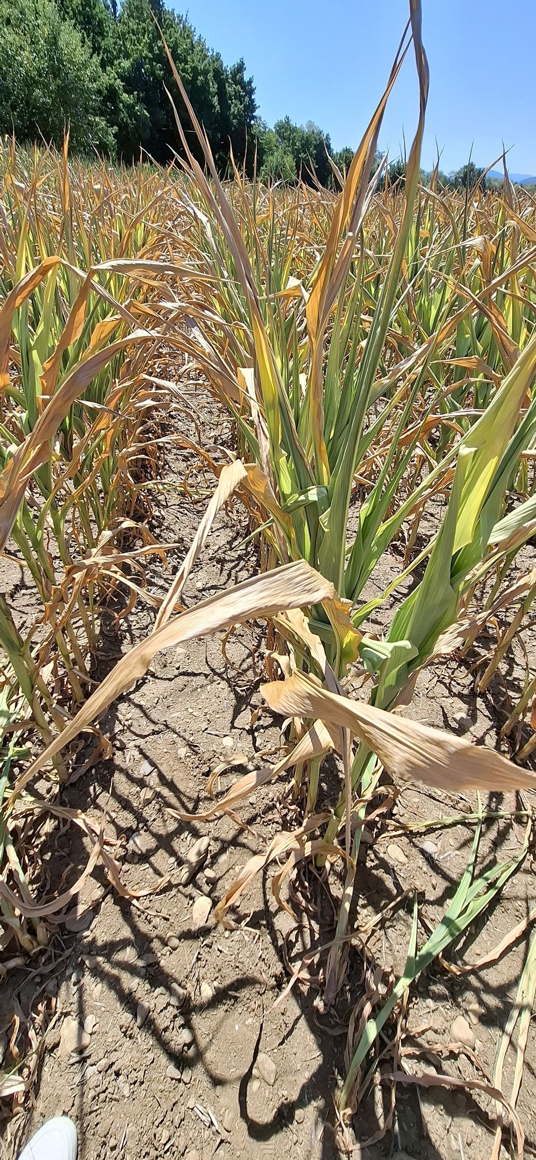 Dürremais Jakling C Petritz.jpg © Christine Petritz