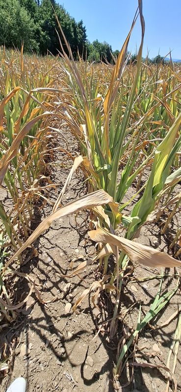 Dürremais Jakling C Petritz.jpg © Christine Petritz