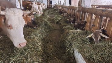 Kühe_und_Ziegen.jpg © LK Kärnten/Stefan Kopeinig