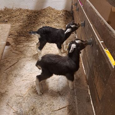 Zicklein.jpg © LK Kärnten/Stefan Kopeining