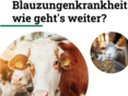Blauzungenkrankheit Webinar zum Nachschauen © LFI Kärnten
