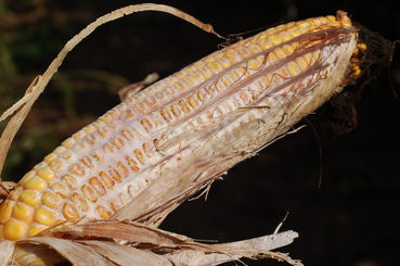 Kolbenfäule bei Mais.jpg © LK NÖ