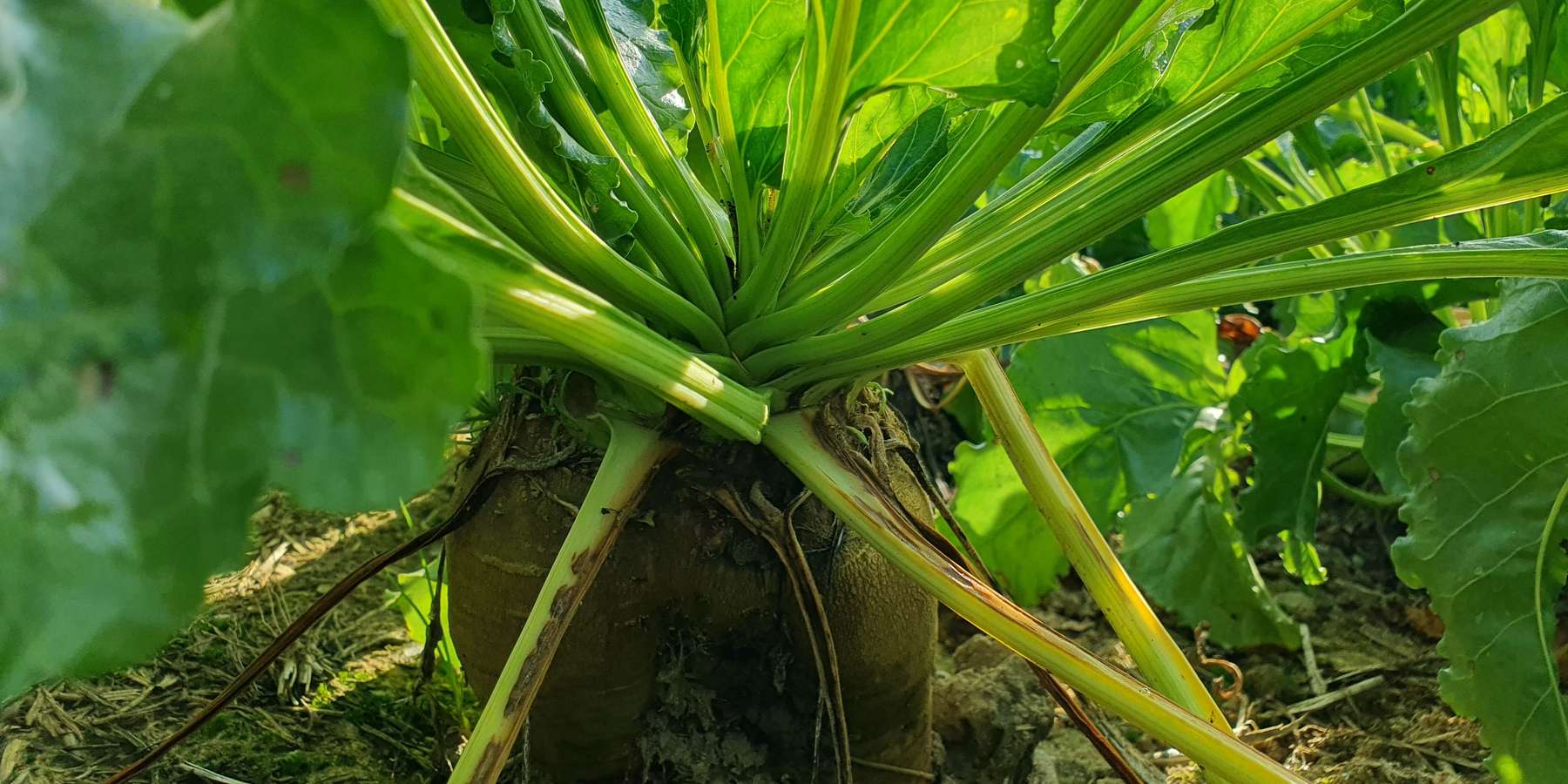 Zuckerrübe.jpg © LK NÖ