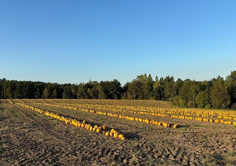 Kürbisanbau im Waldviertel.jpg © LK NÖ