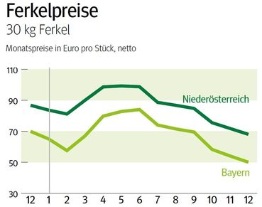 NÖ: Ausblick auf den Ferkelmarkt im Jänner © LK NÖ