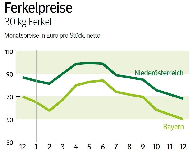 NÖ: Ausblick auf den Ferkelmarkt im Jänner © LK NÖ