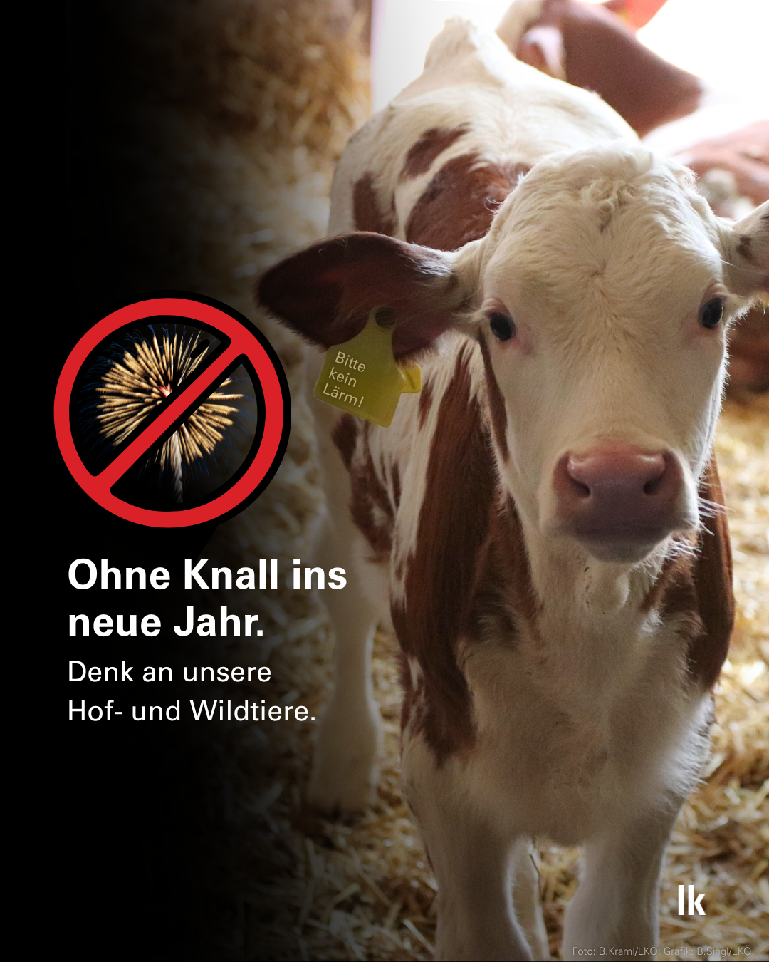 2025 12 - Silvester ohne Feuerwerk.png © LK Österreich