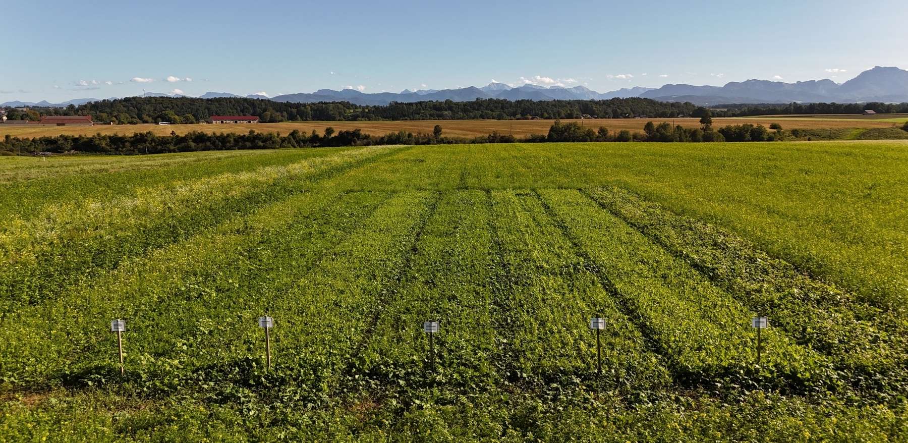 Zwischenfrucht-Varianten.jpg © BWSB/Falkensteiner