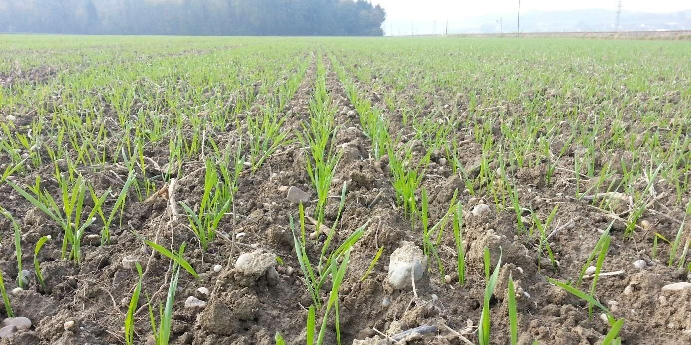 Andüngung.jpg © BWSB