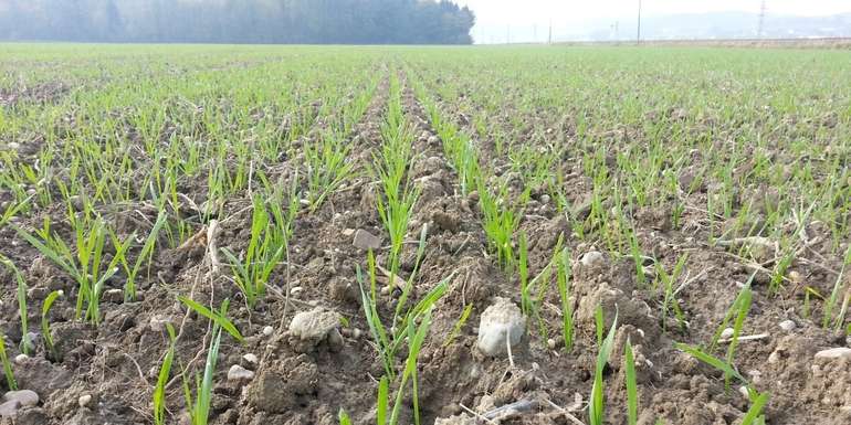 Andüngung.jpg © BWSB