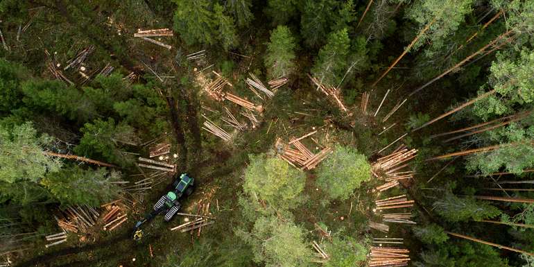 Holznutzung © Adobe Stock