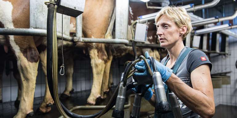 Milchproduktion © LK Steiermark-Heidi Hirn