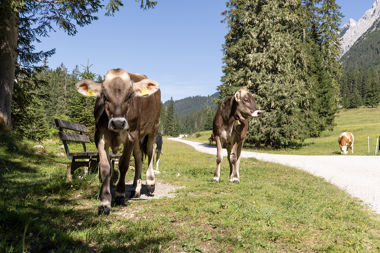 Kühe auf der Almweide im Gaistal © Michaela Kölle