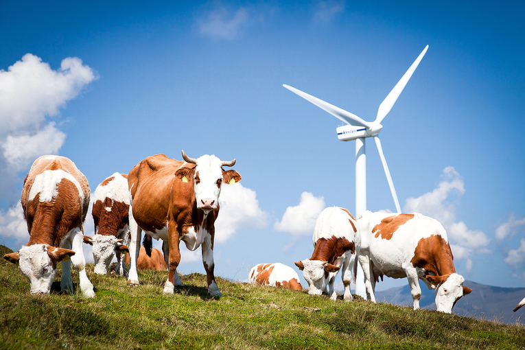 Kühe auf der Weide mit einem Windrad im Hintergrund © Klaus Rockenbauer