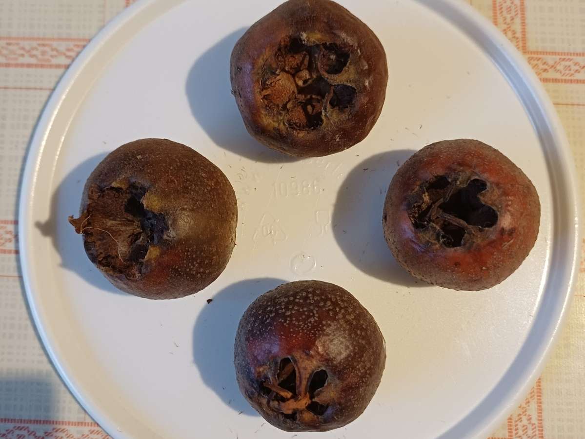 GARTENTIPP_Mispel.jpg © LK OÖ/Strebl