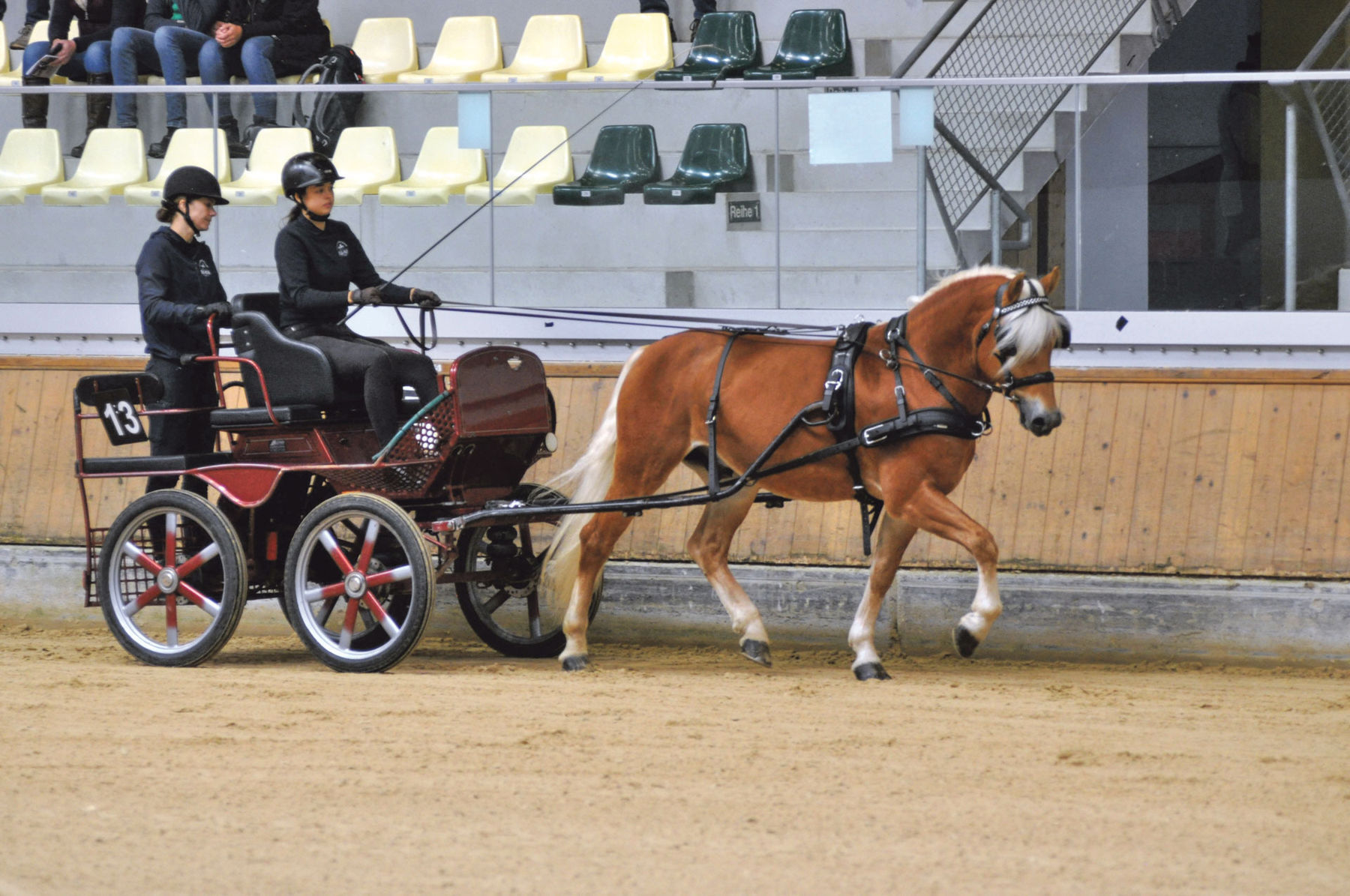 Leistungsprüfung sichert Eintragung ins Hengstbuch.jpg © Hainzl