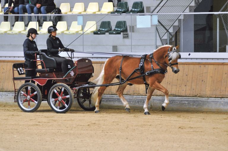 Leistungsprüfung sichert Eintragung ins Hengstbuch.jpg © Hainzl