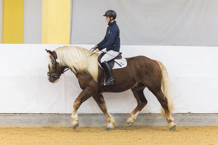 Leistungsprüfung sichert Eintragung ins Hengstbuch.jpg © Hainzl