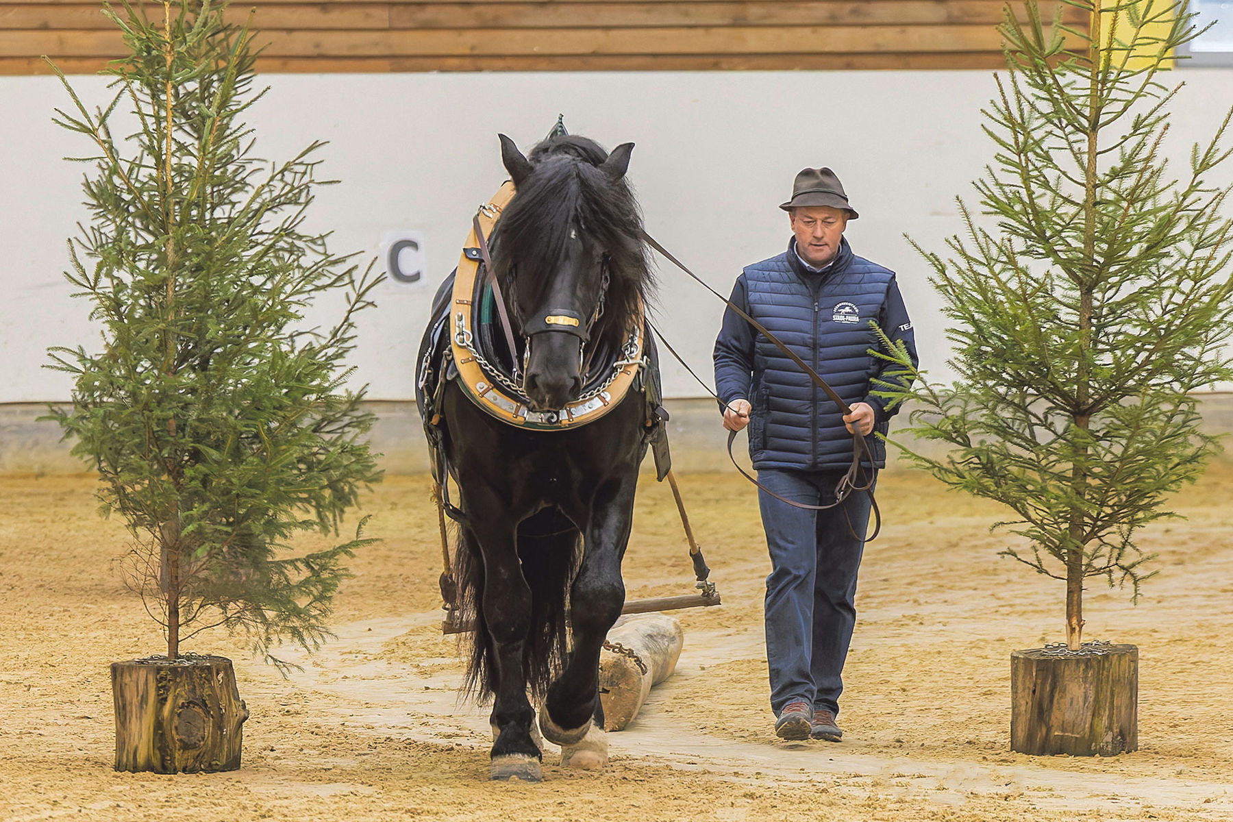 Leistungsprüfung sichert Eintragung ins Hengstbuch.jpg © Hainzl