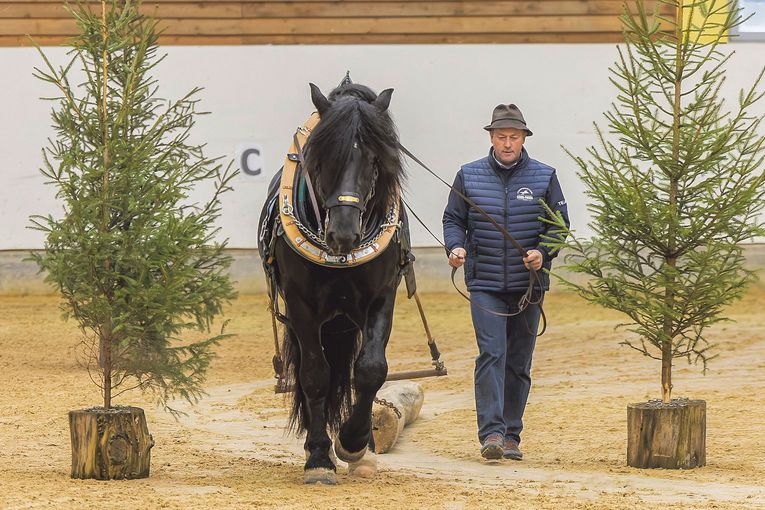 Leistungsprüfung sichert Eintragung ins Hengstbuch.jpg © Hainzl
