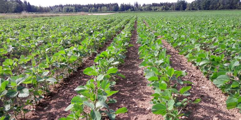 Sojabohne.jpg © LK OÖ/Feitzlmayr