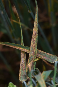  &copy; LK OÖ/Köppl