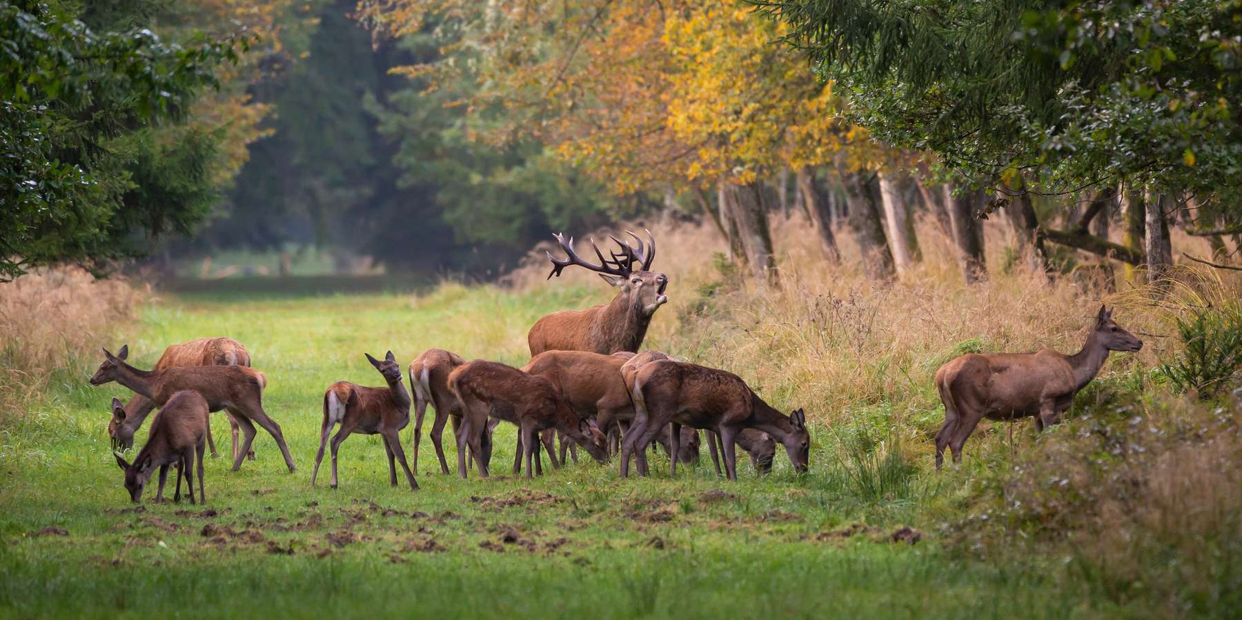 Rotwild.jpg © AdobeStock