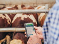 Handy-App im Stall © Georg Pomaßl/LFI Niederösterreich