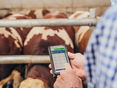 Handy-App im Stall © Georg Pomaßl/LFI Niederösterreich
