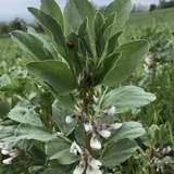 1_Ackerbohne.jpg © BWSB/Gerstl