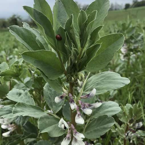 1_Ackerbohne.jpg © BWSB/Gerstl