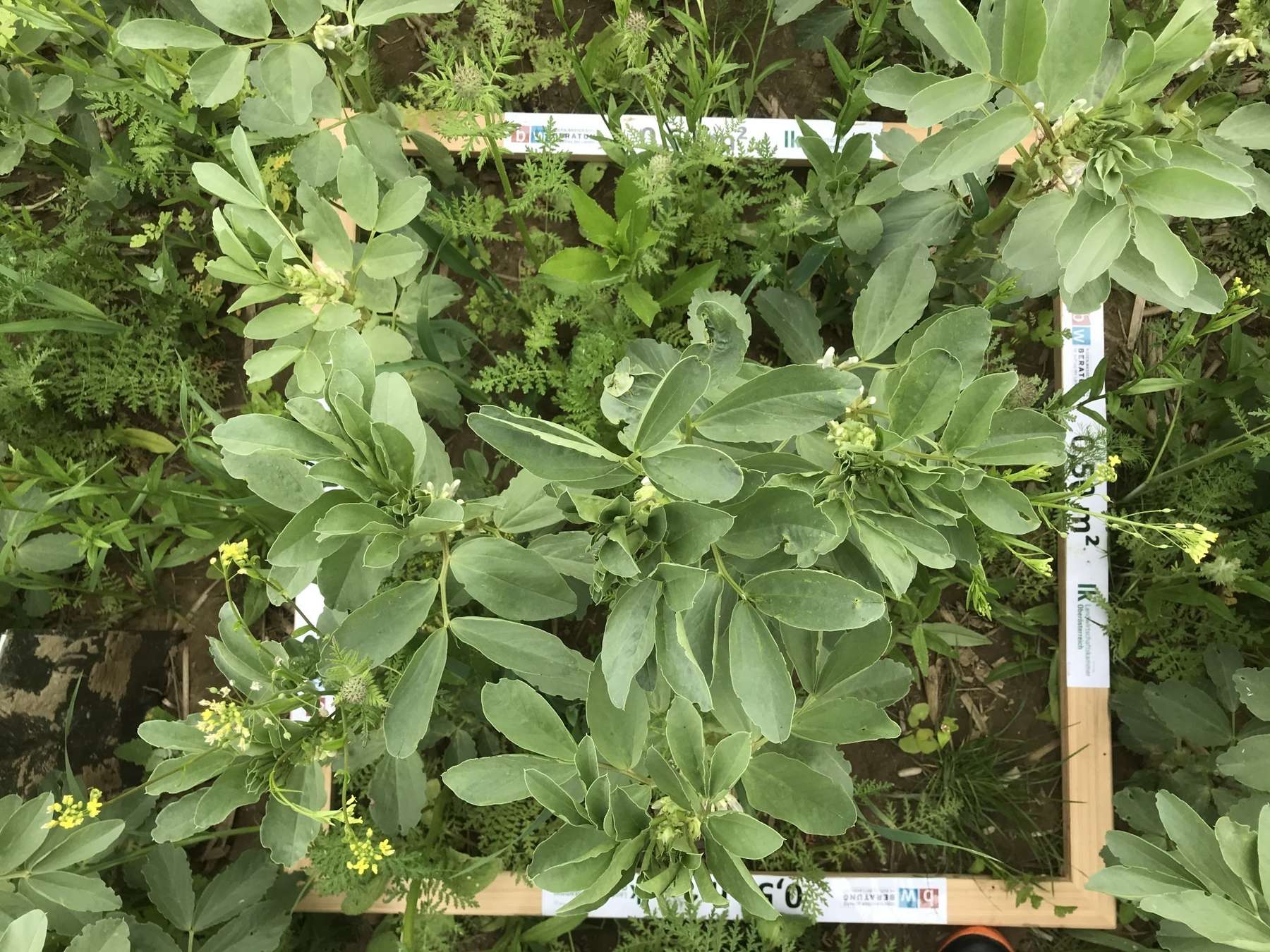 2_Untersaat in der Ackerbohne.jpg © BWSB/Gerstl