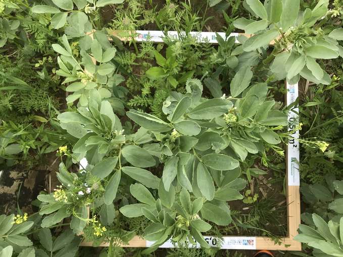 2_Untersaat in der Ackerbohne.jpg © BWSB/Gerstl