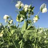 3_Weiß blühende Sommerkörnererbse.jpg © BWSB/Gerstl