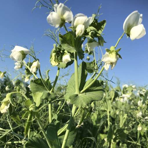 3_Weiß blühende Sommerkörnererbse.jpg © BWSB/Gerstl