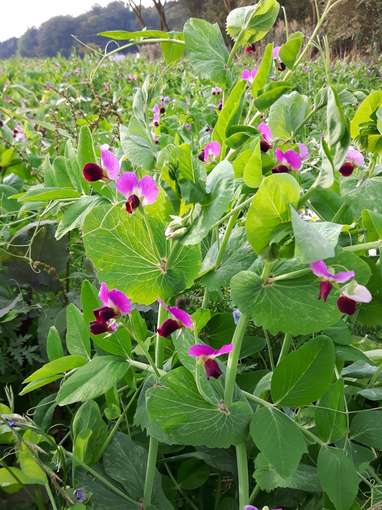 4_Bunt blühende Peluschke.jpg © BWSB/Gerstl