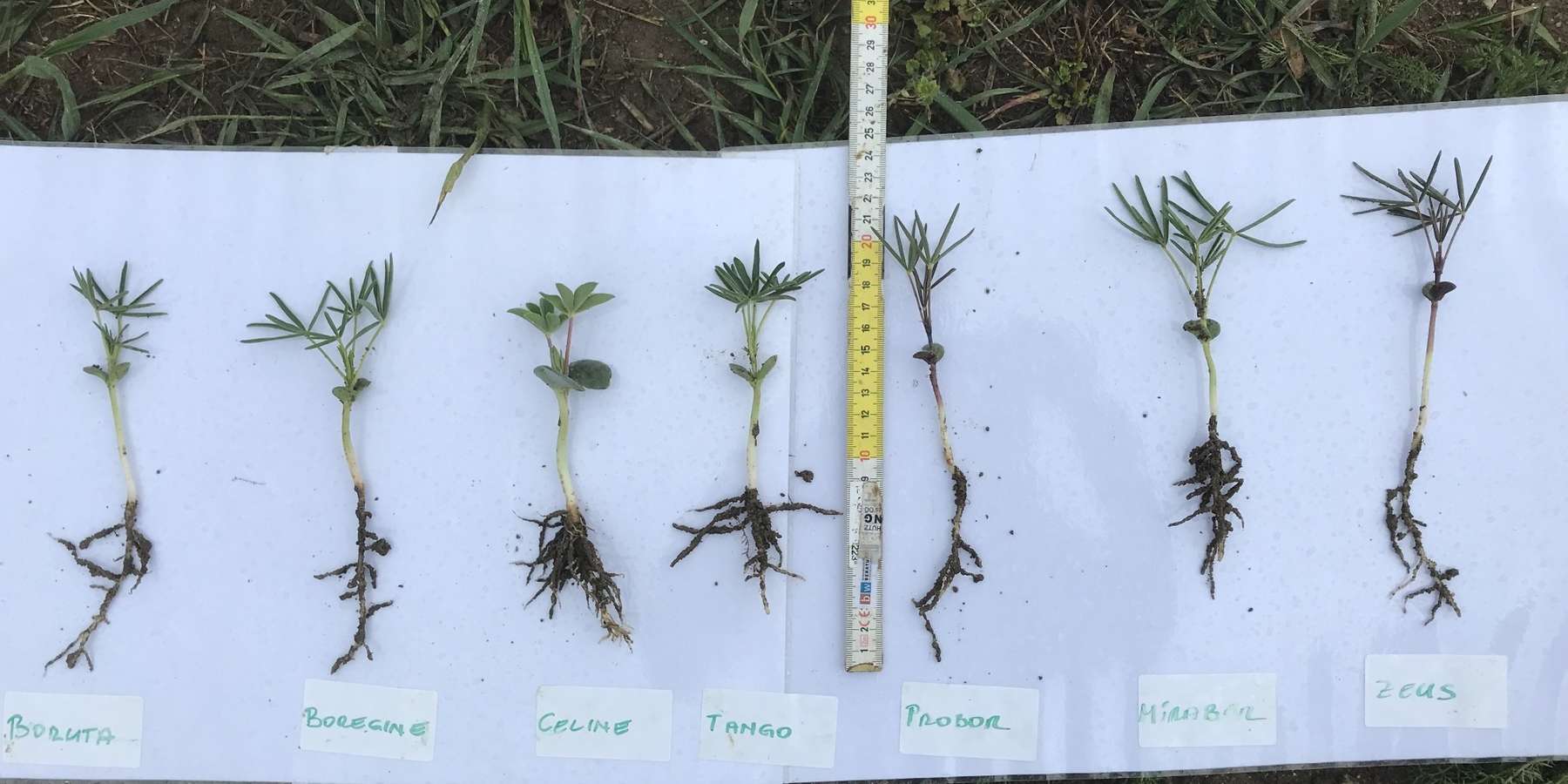 5_Lupinesorten_BORUTA_BOREGINE_CELINE_TANGO_PROBOR_MIRABOR_ZEUS.jpg © BWSB/Gerstl