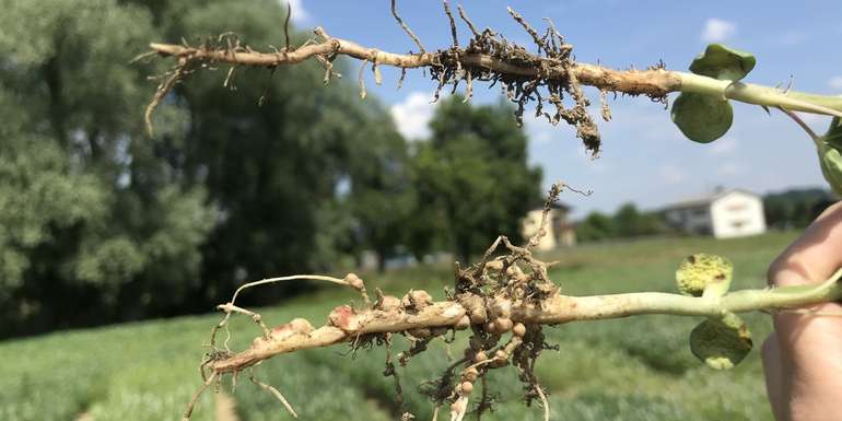 6_Pfahlwurzel Weiße Lupine mit Impfung (unten) und ohne Impfung (oben) im Bild.jpg © BWSB/Gerstl