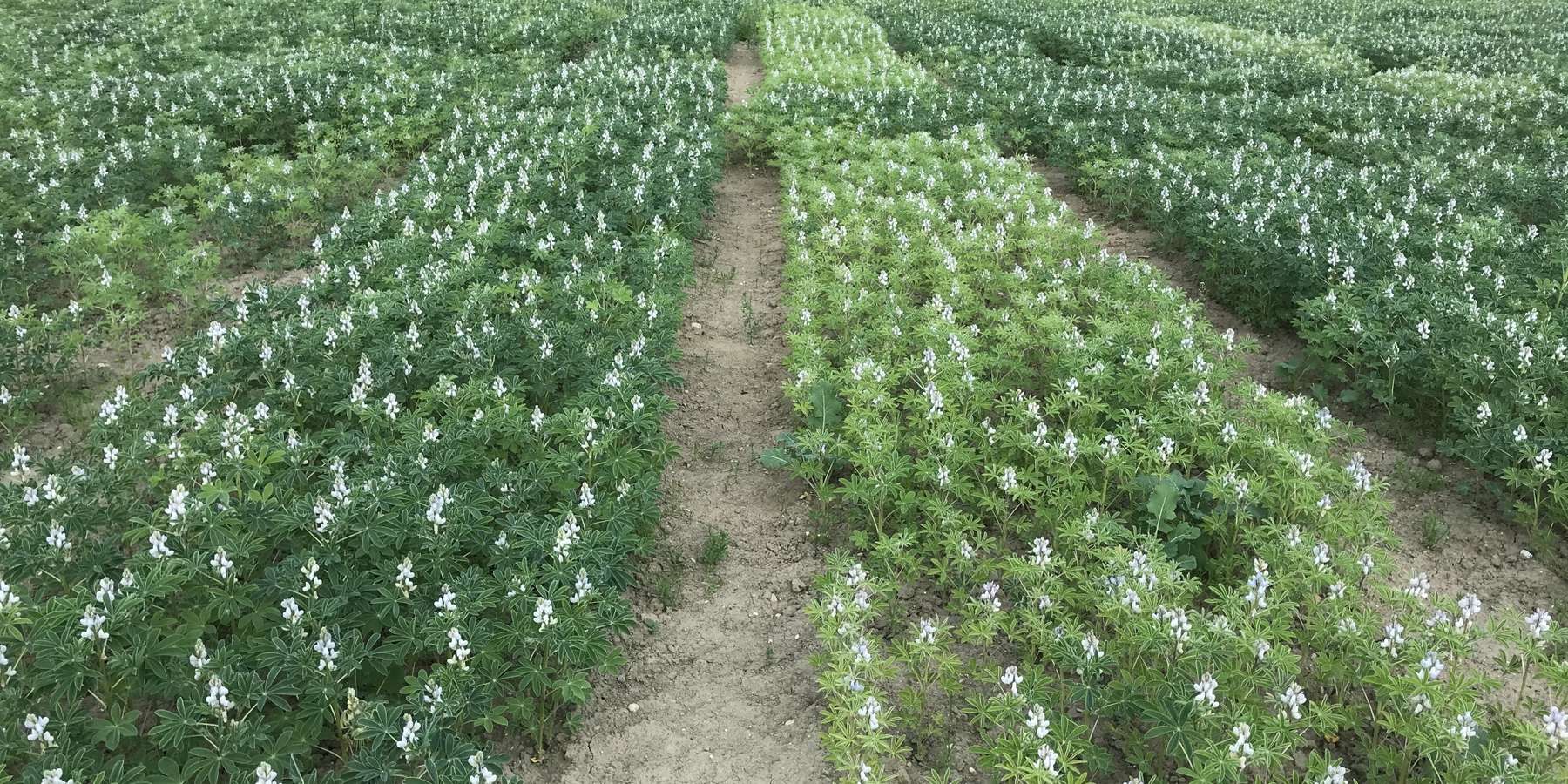 7_Weiße Lupine mit Impfung (links) und ohne Impfung (rechts) - eindeutiger Farbunterschied!.jpg © BWSB/Gerstl