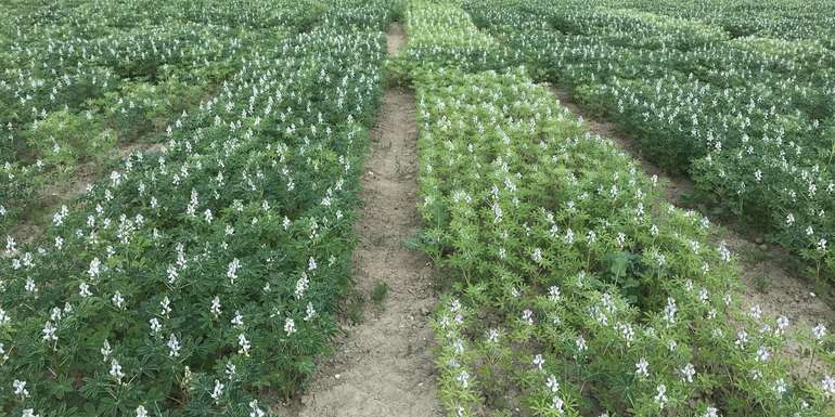 7_Weiße Lupine mit Impfung (links) und ohne Impfung (rechts) - eindeutiger Farbunterschied!.jpg © BWSB/Gerstl