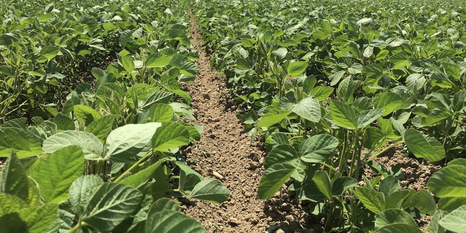 8_Sojabohne führt im Biolandbau nur als Hackkultur zum Erfolg.jpg © BWSB/Gerstl