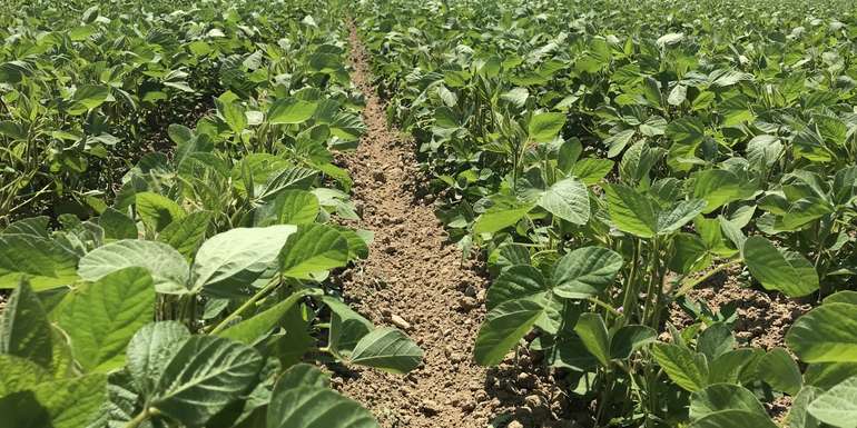 8_Sojabohne führt im Biolandbau nur als Hackkultur zum Erfolg.jpg © BWSB/Gerstl